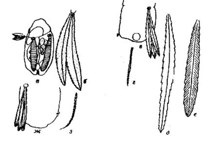 ris22 kolovr Коловратки. Семейство Synchaetidae. Polyarthra Ehrenberg