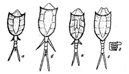ris42 Коловратки. Семейство Trichotriidae.